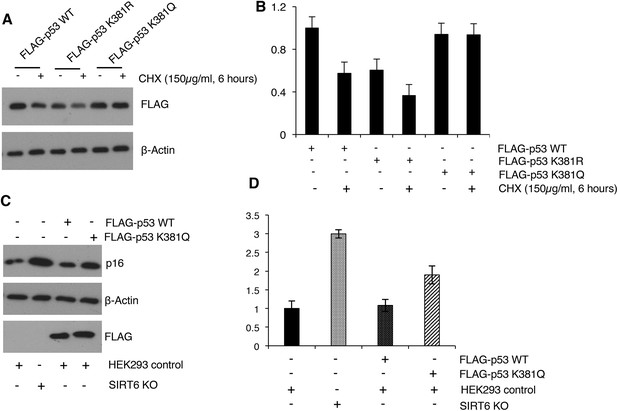 Figures And Data In Haploinsufficiency Of Trp53 Dramatically Extends ...