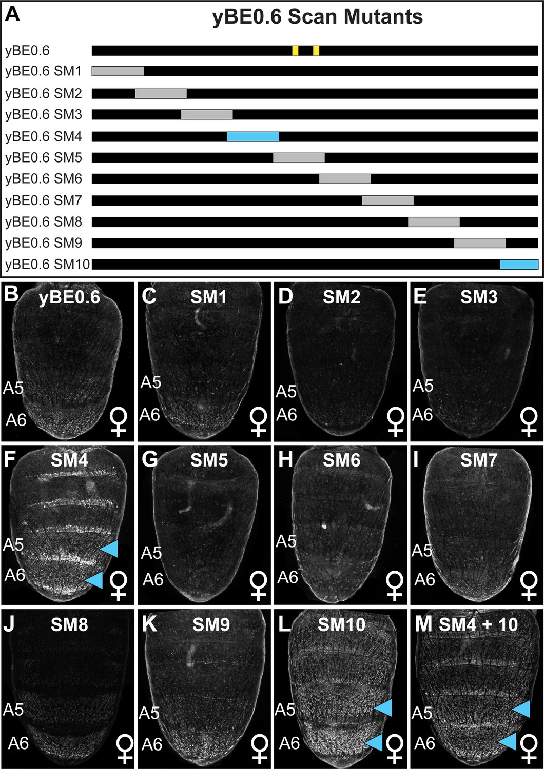 Cis Regulatory Evolution Integrated The Bric A Brac Transcription Factors Into A Novel Fruit Fly Gene Regulatory Network Elife