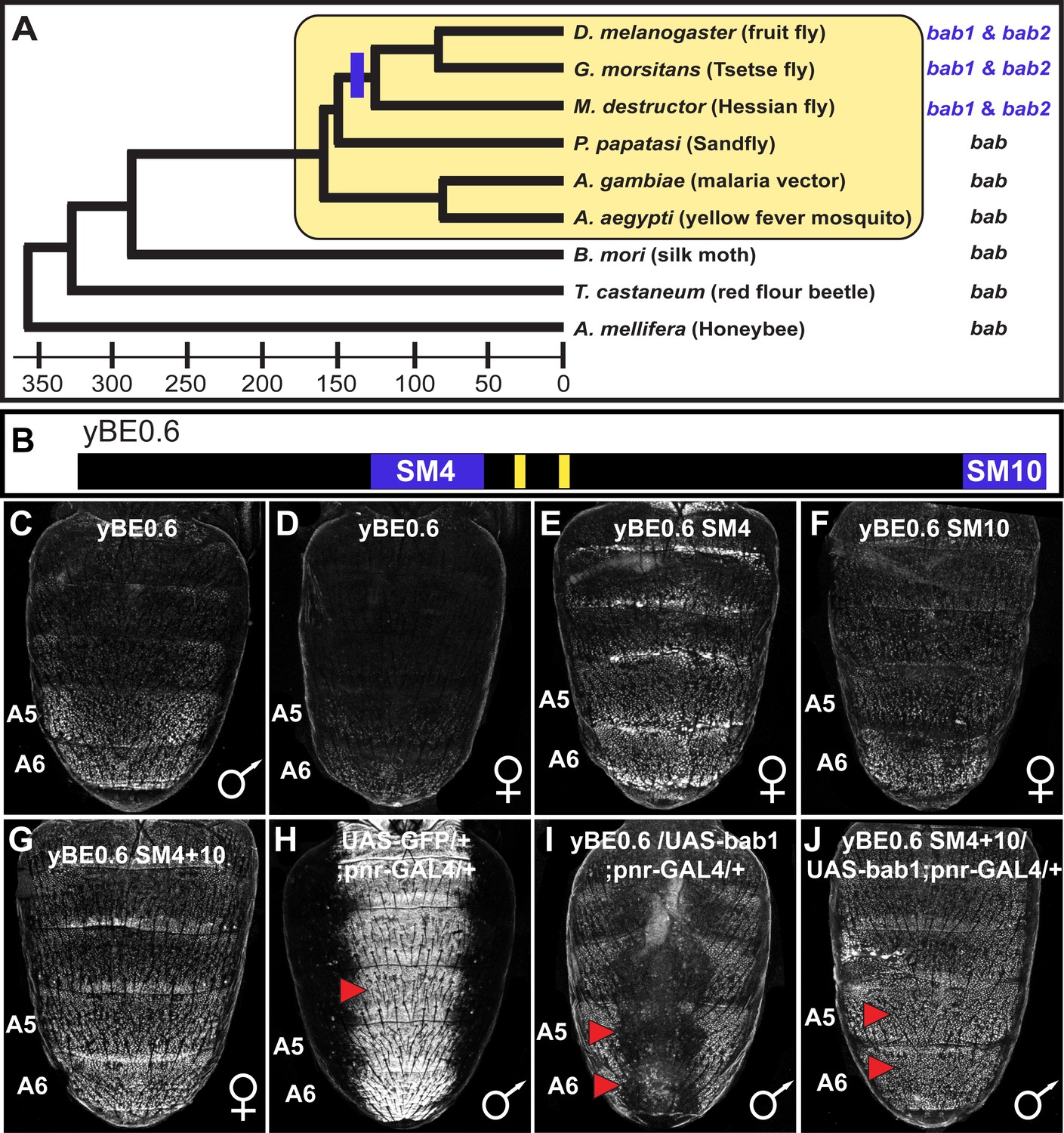 Cis Regulatory Evolution Integrated The Bric A Brac Transcription Factors Into A Novel Fruit Fly Gene Regulatory Network Elife