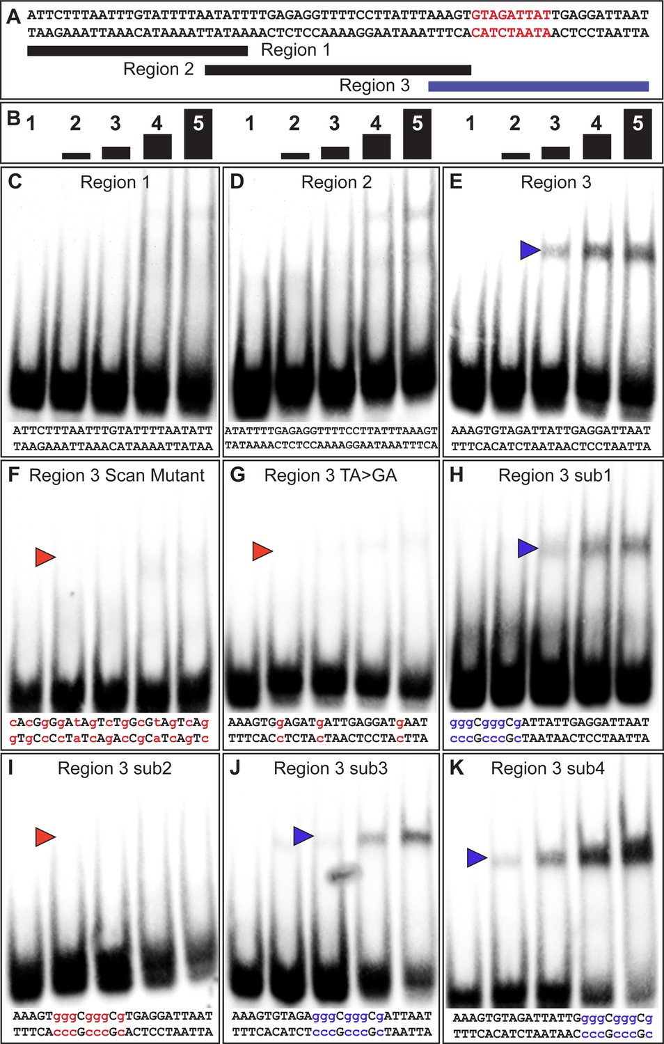 Cis Regulatory Evolution Integrated The Bric A Brac Transcription Factors Into A Novel Fruit Fly Gene Regulatory Network Elife