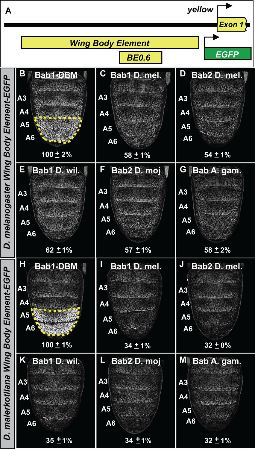 Cis Regulatory Evolution Integrated The Bric A Brac Transcription Factors Into A Novel Fruit Fly Gene Regulatory Network Elife