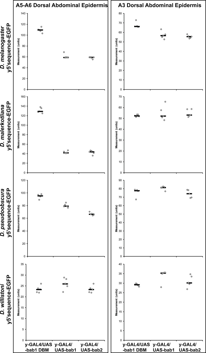 Cis Regulatory Evolution Integrated The Bric A Brac Transcription Factors Into A Novel Fruit Fly Gene Regulatory Network Elife