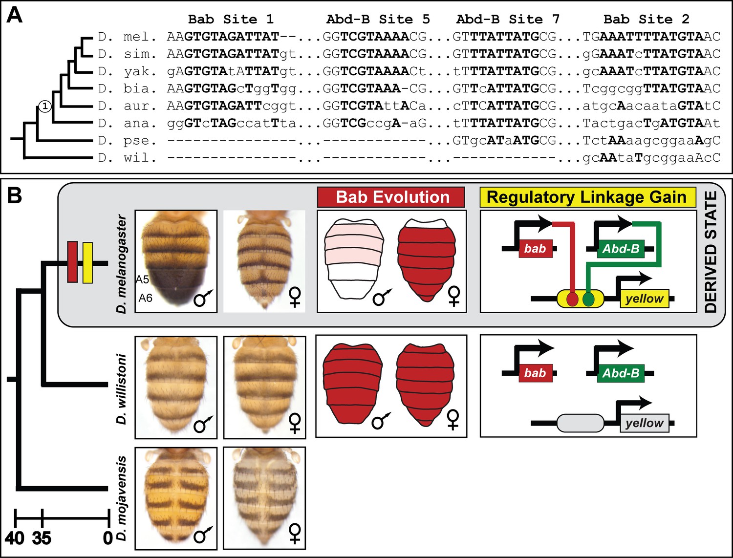 Cis Regulatory Evolution Integrated The Bric A Brac Transcription Factors Into A Novel Fruit Fly Gene Regulatory Network Elife