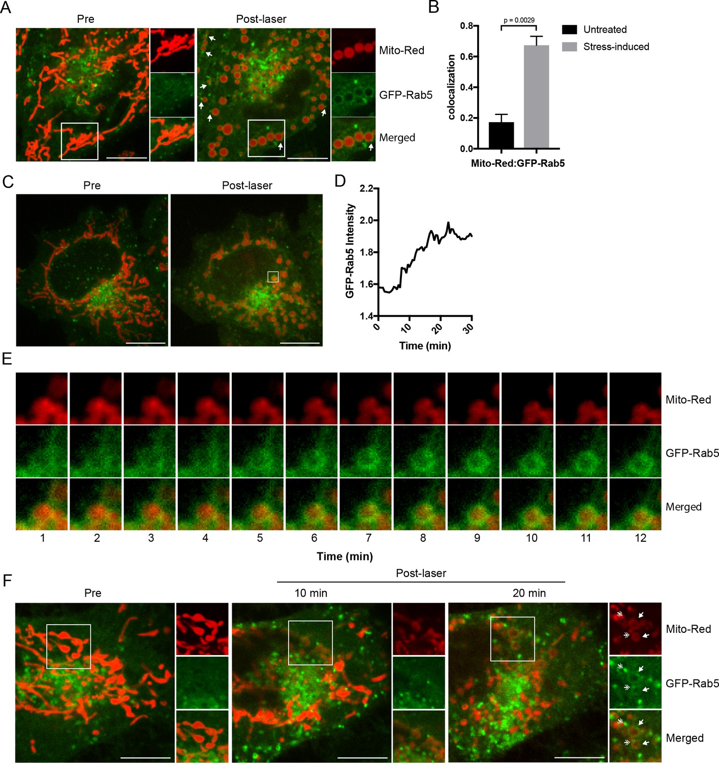 Rab5 and Alsin regulate stress-activated cytoprotective signaling on ...