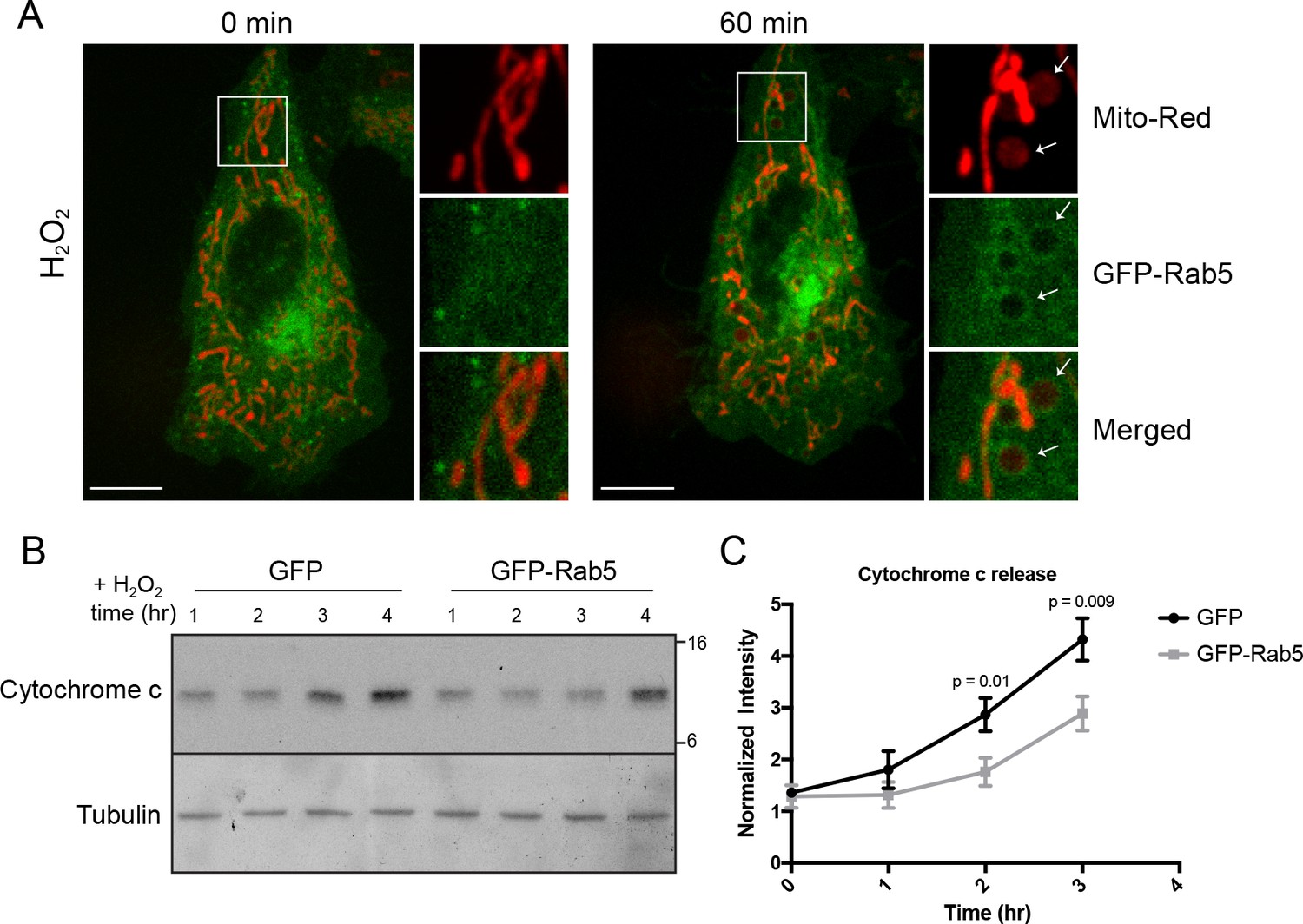 Rab5 and Alsin regulate stress-activated cytoprotective signaling on ...