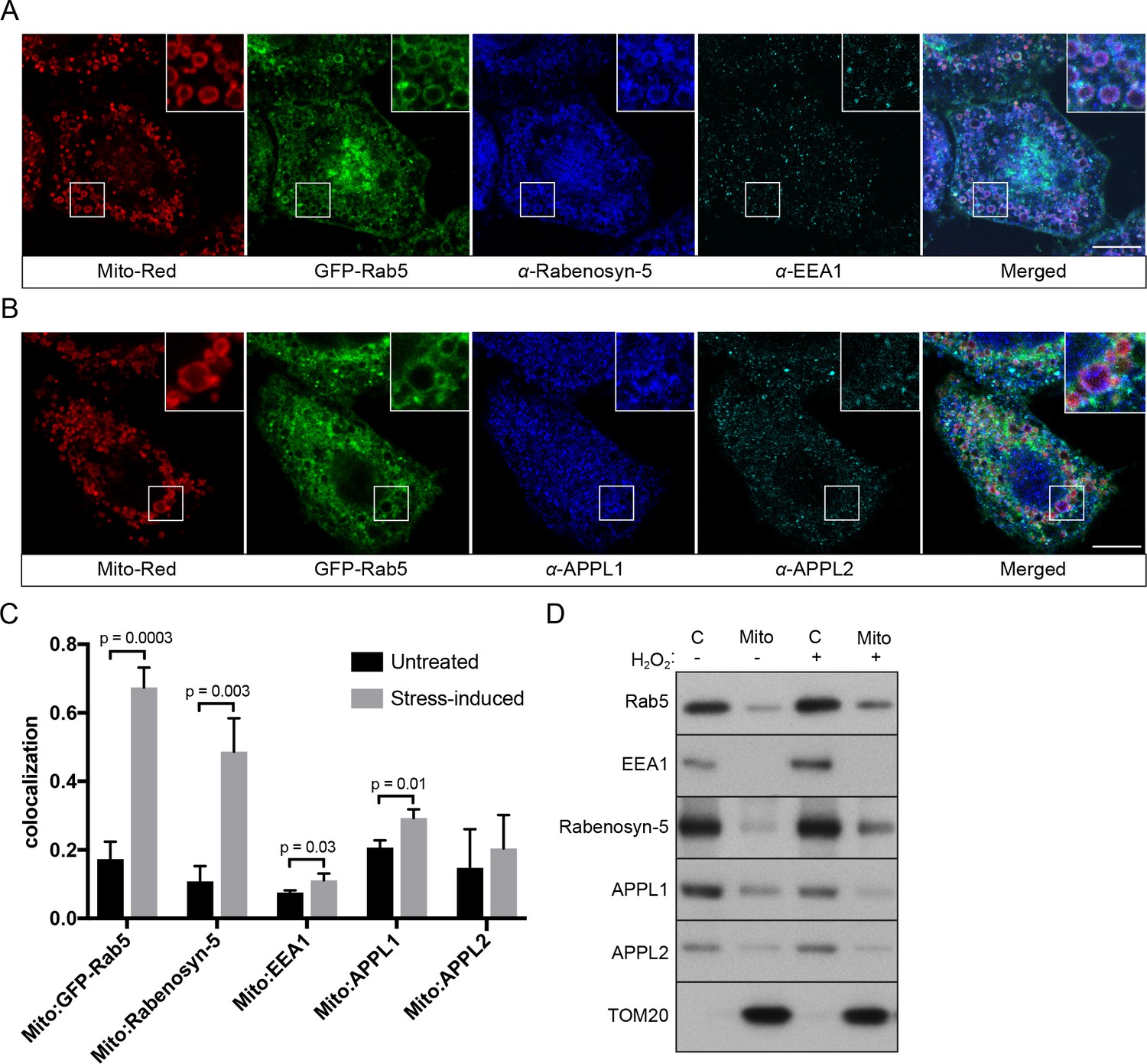 Rab5 and Alsin regulate stress-activated cytoprotective signaling on ...