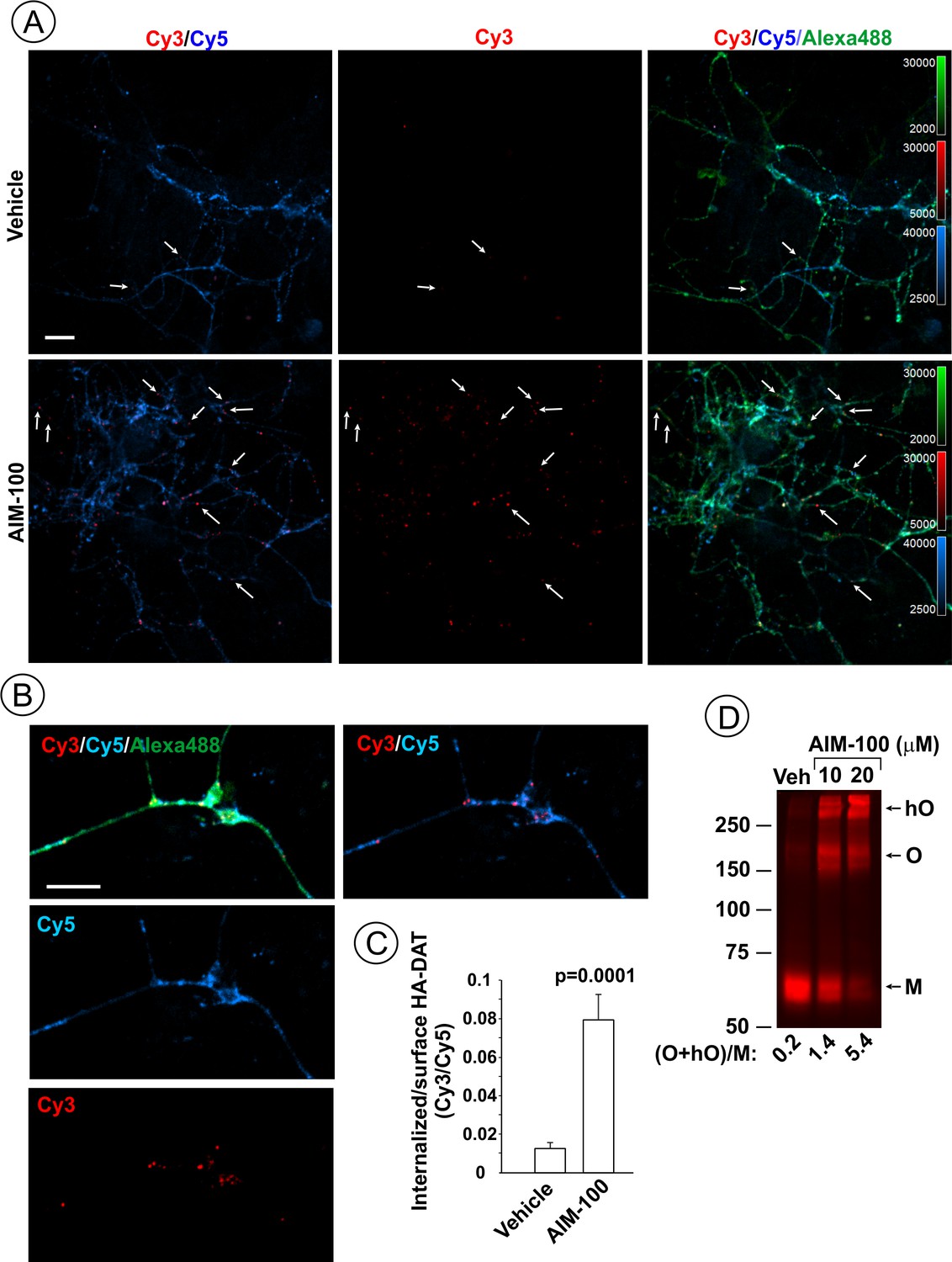 Small Molecule Induced Oligomerization Clustering And Clathrin Independent Endocytosis Of The