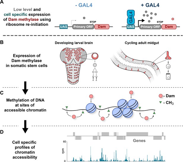 CATaDa reveals global remodelling of chromatin accessibility during ...