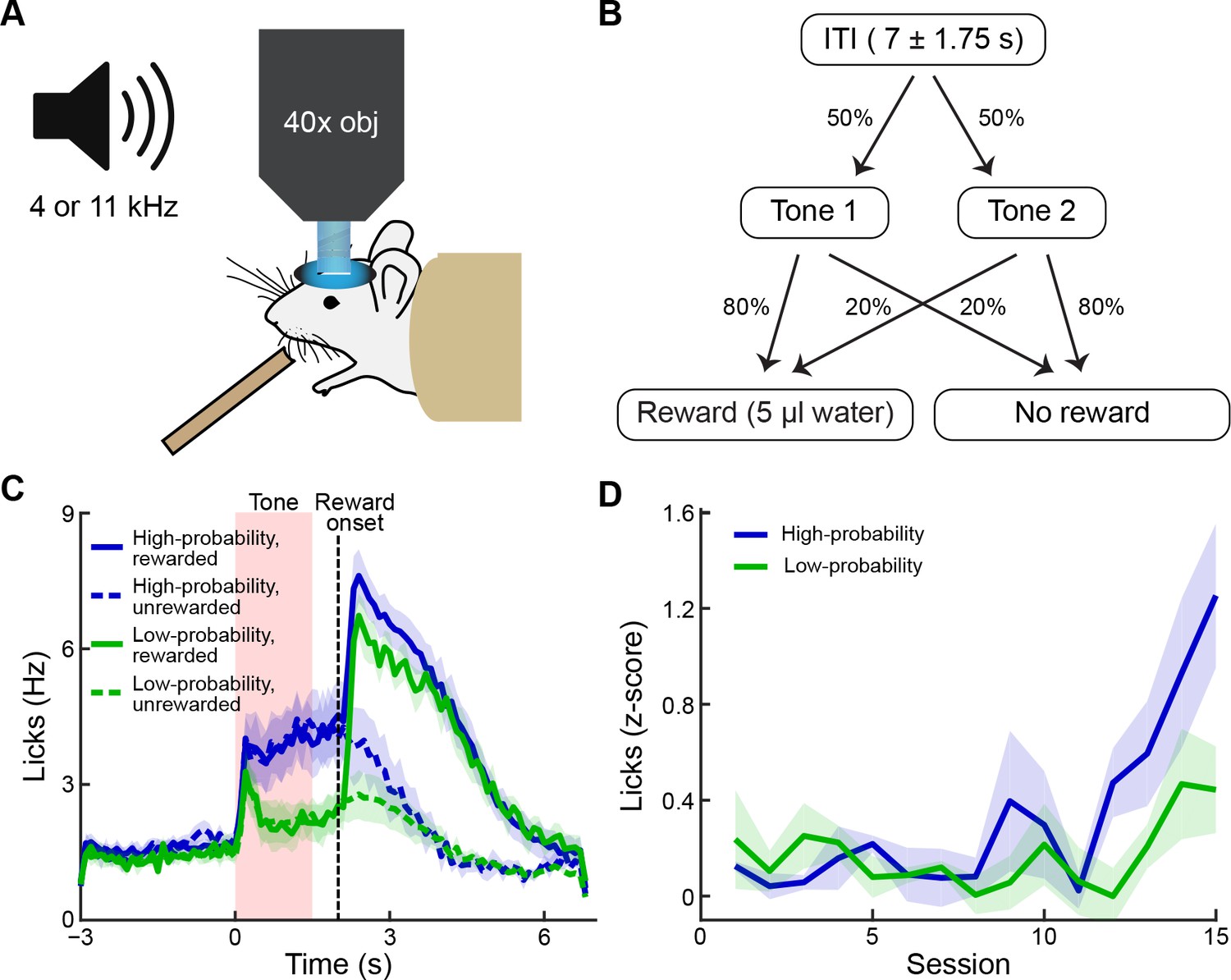 Two-photon imaging in mice shows striosomes and matrix have overlapping ...