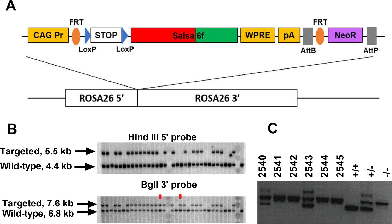 T Cell Calcium Dynamics Visualized In A Ratiometric TdTomato GCaMP6f