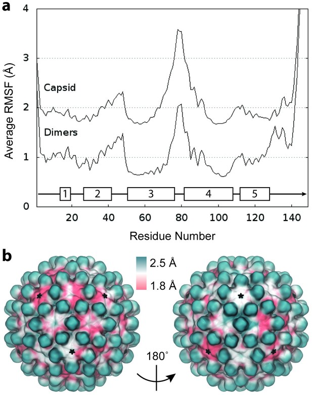 Figures And Data In All Atom Molecular Dynamics Of The Hbv Capsid