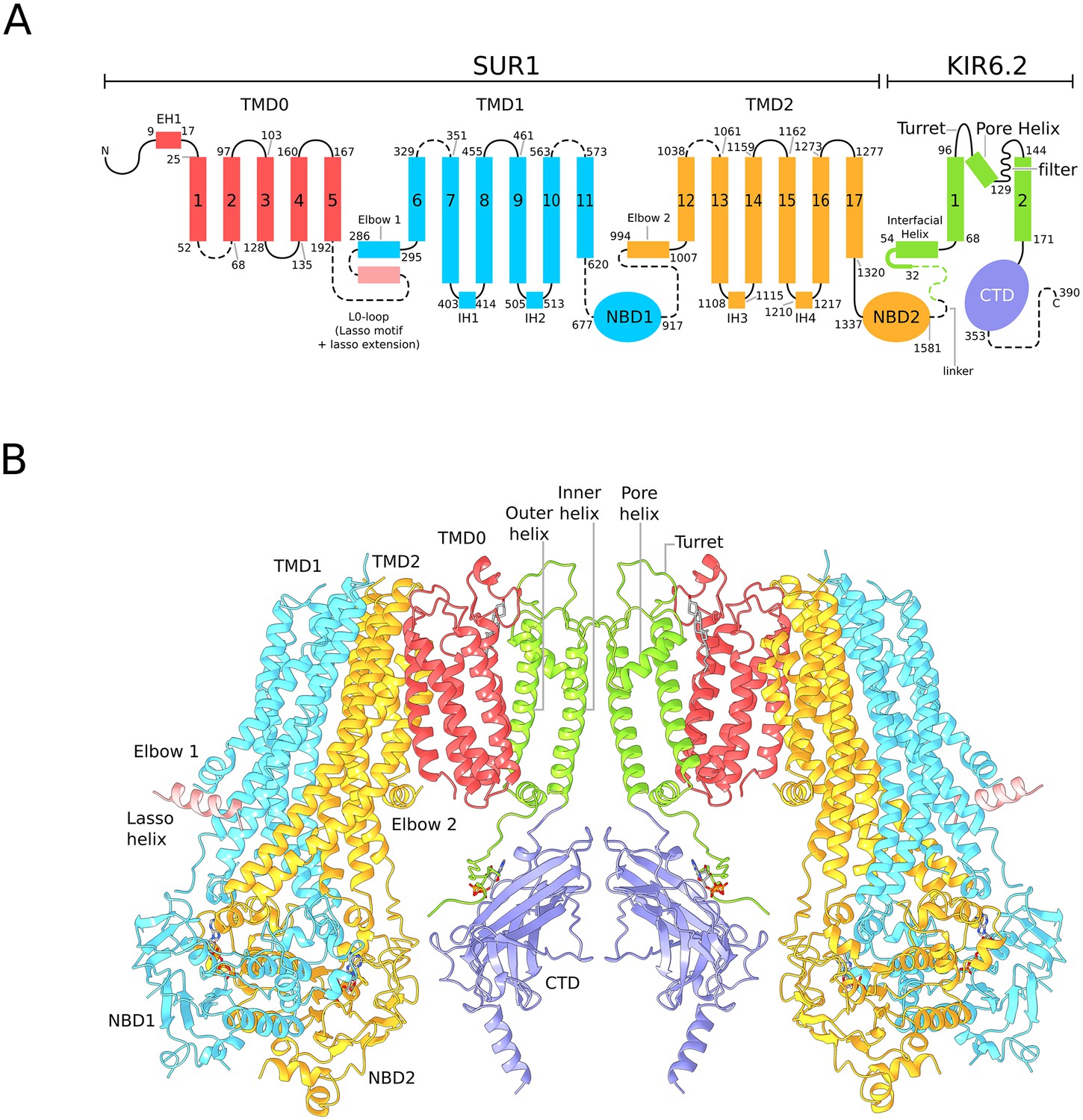 Molecular Structure Of Human KATP In Complex With ATP And ADP ELife