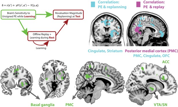 Offline replay supports planning in human reinforcement learning | eLife