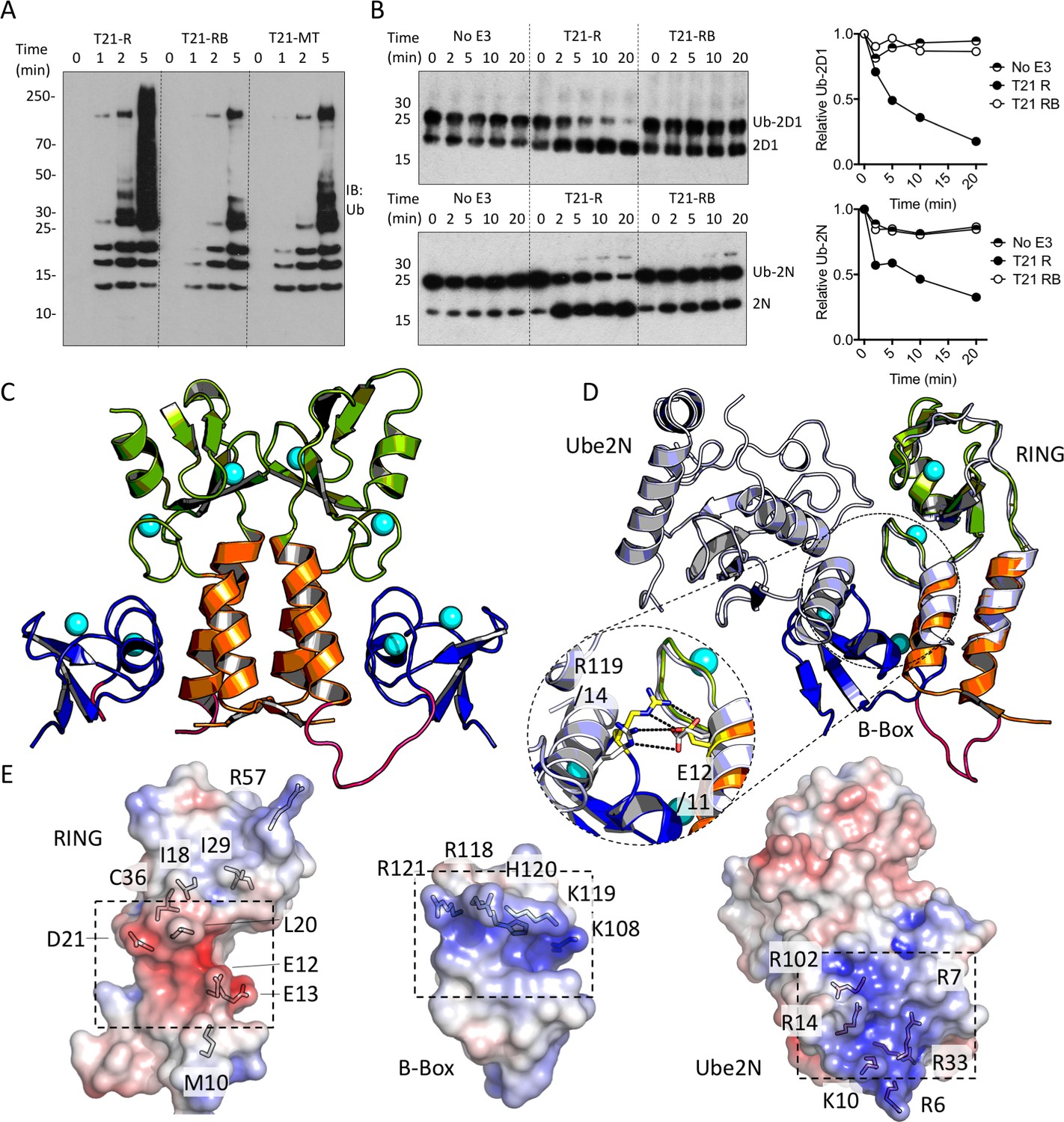 Figures and data in Intracellular antibody signalling is regulated by ...