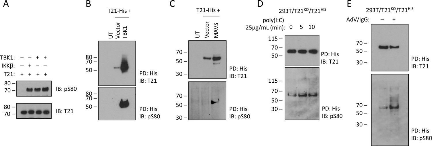 Figures and data in Intracellular antibody signalling is regulated by ...