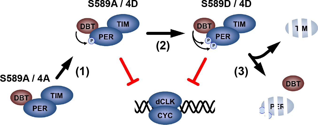 CK1/Doubletime activity delays transcription activation in the circadian  clock