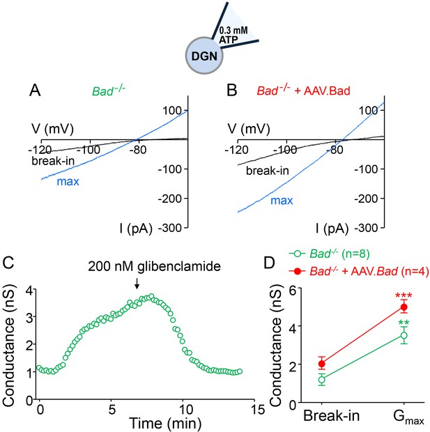 Figures And Data In Bad And Katp Channels Regulate Neuron Excitability