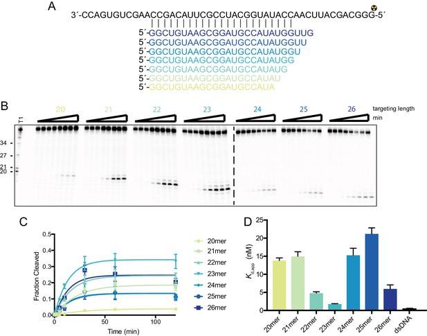 Figures and data in RNA-dependent RNA targeting by CRISPR-Cas9 | eLife