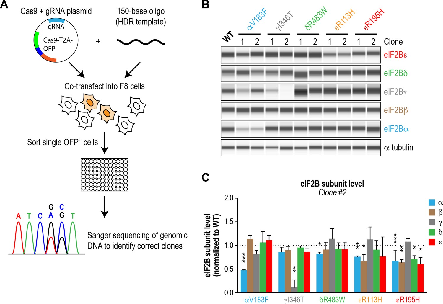 Figures and data in The small molecule ISRIB rescues the stability and ...