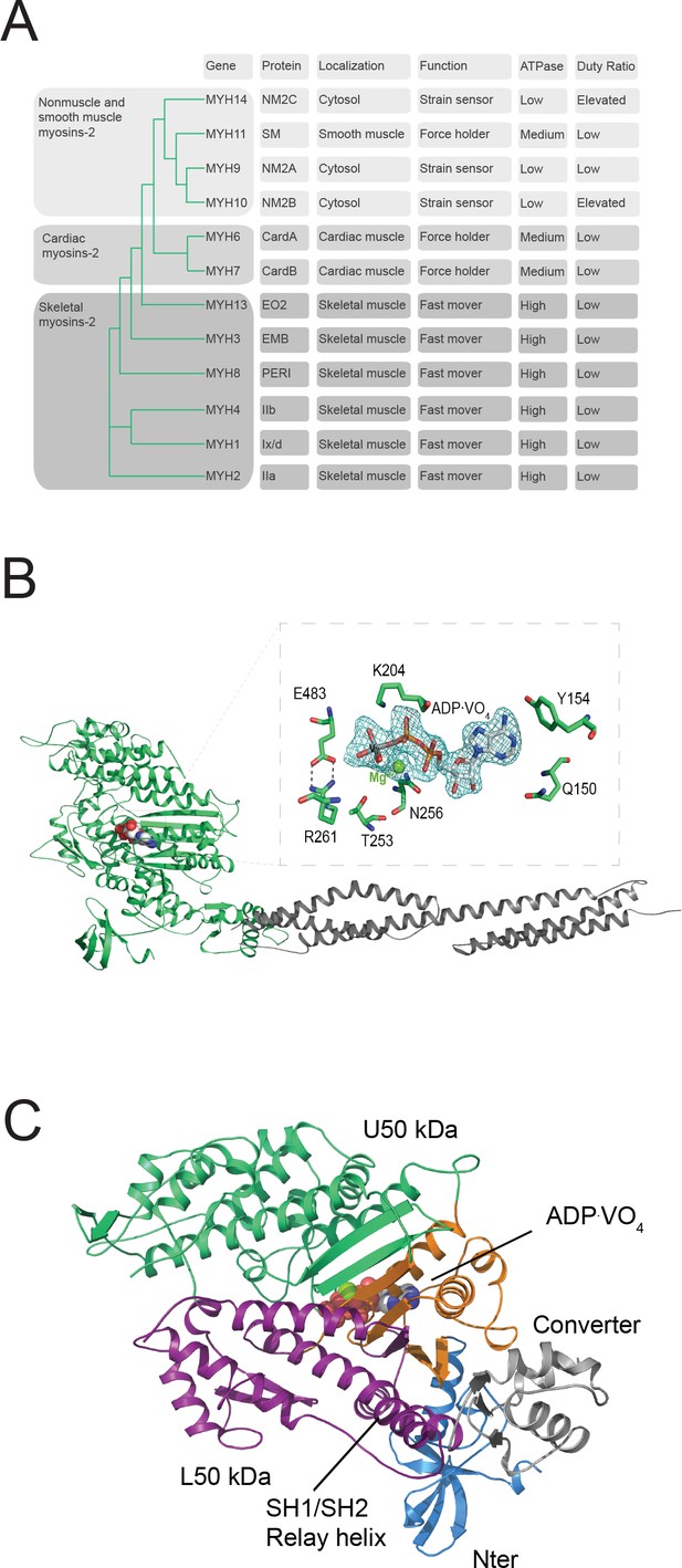 Figures And Data In Mechanistic Insights Into The Active Site And