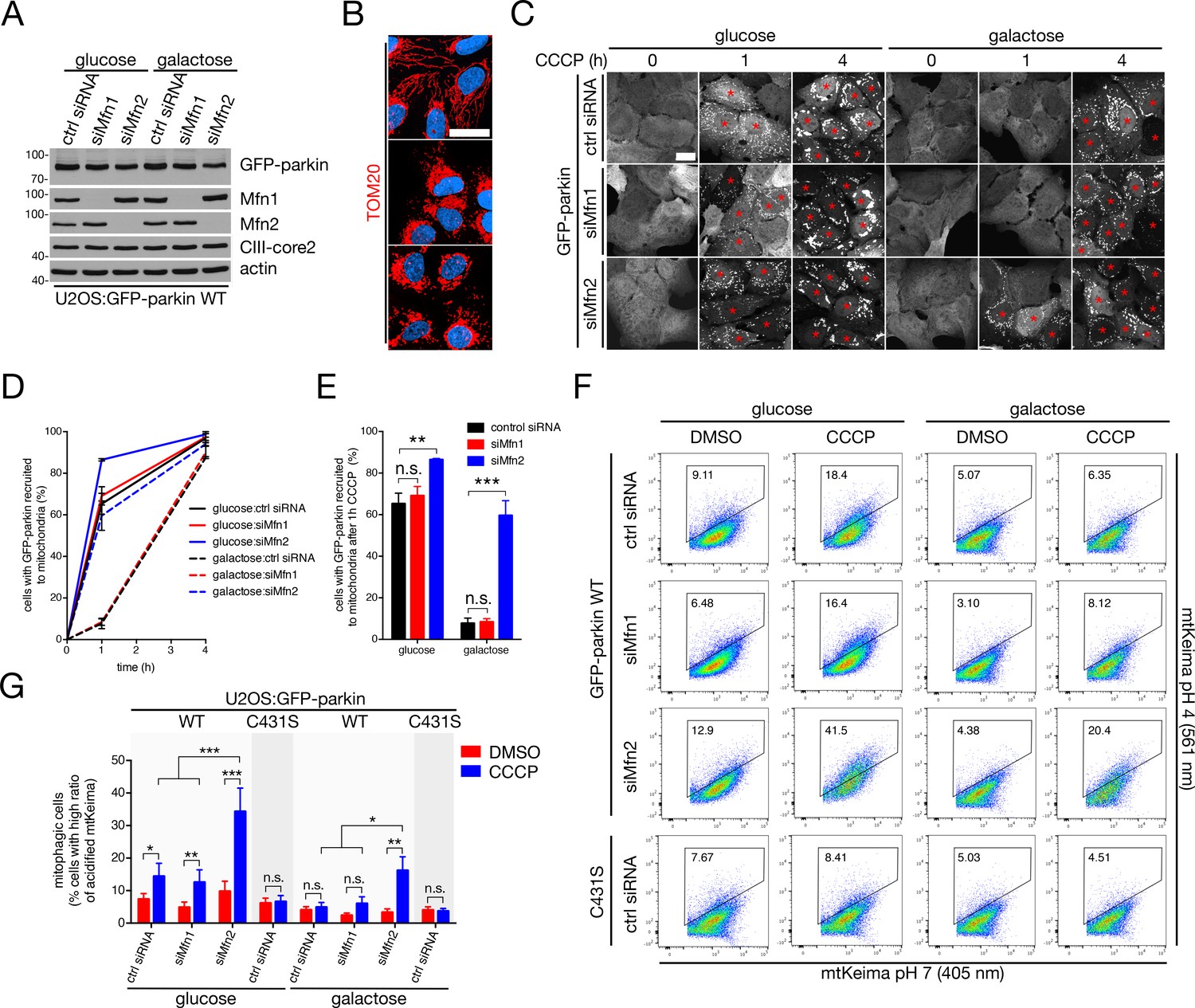 Figures and data in Mfn2 ubiquitination by PINK1/parkin
