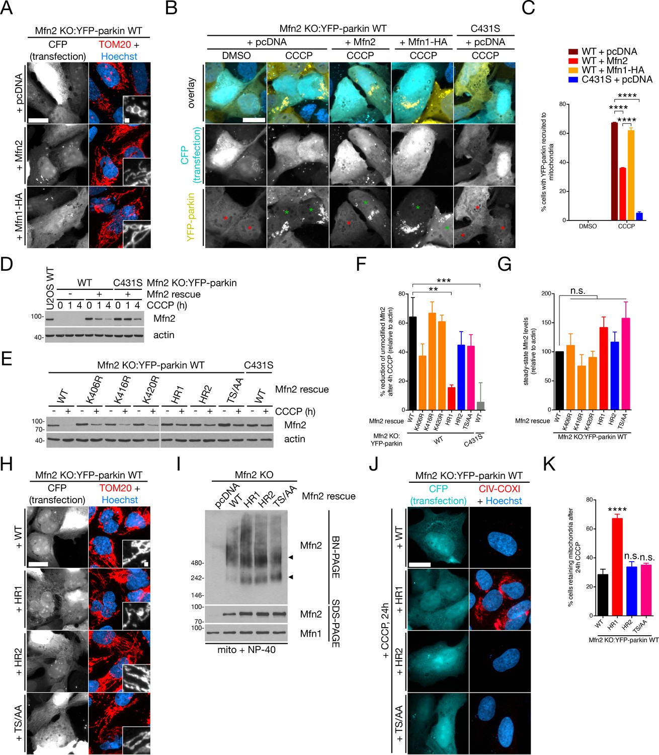 Figures and data in Mfn2 ubiquitination by PINK1/parkin