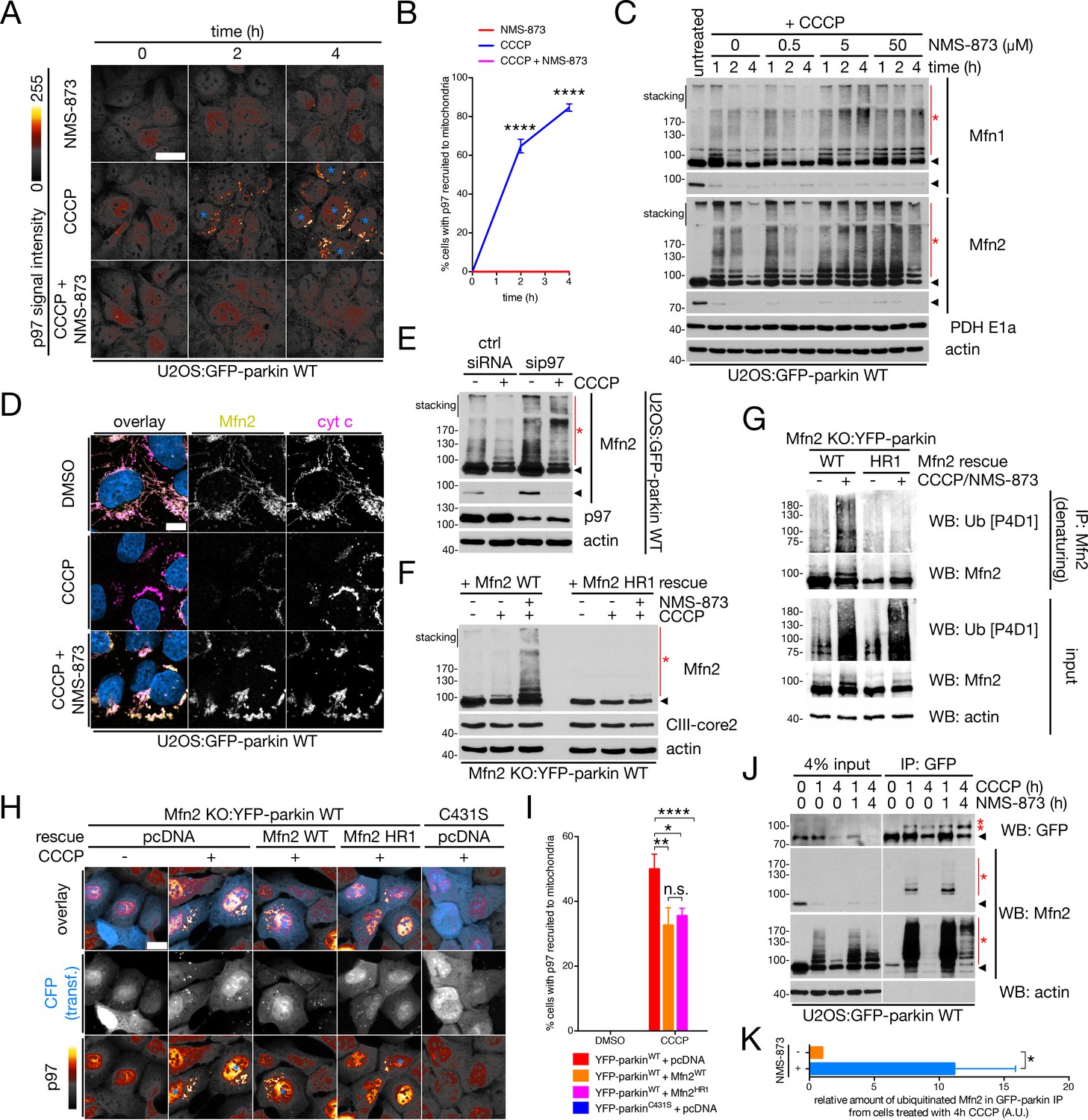 Figures and data in Mfn2 ubiquitination by PINK1/parkin
