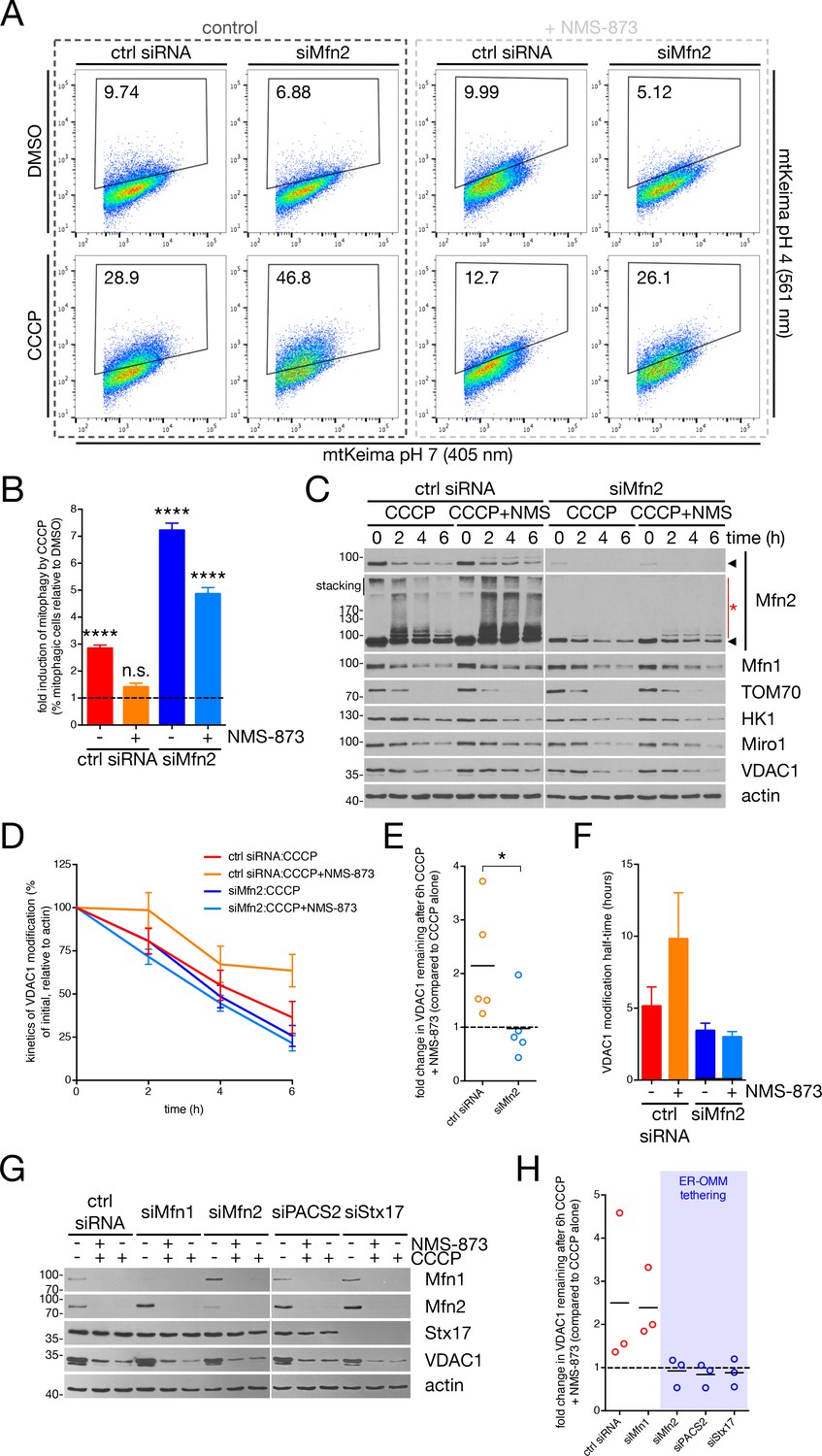 Figures and data in Mfn2 ubiquitination by PINK1/parkin