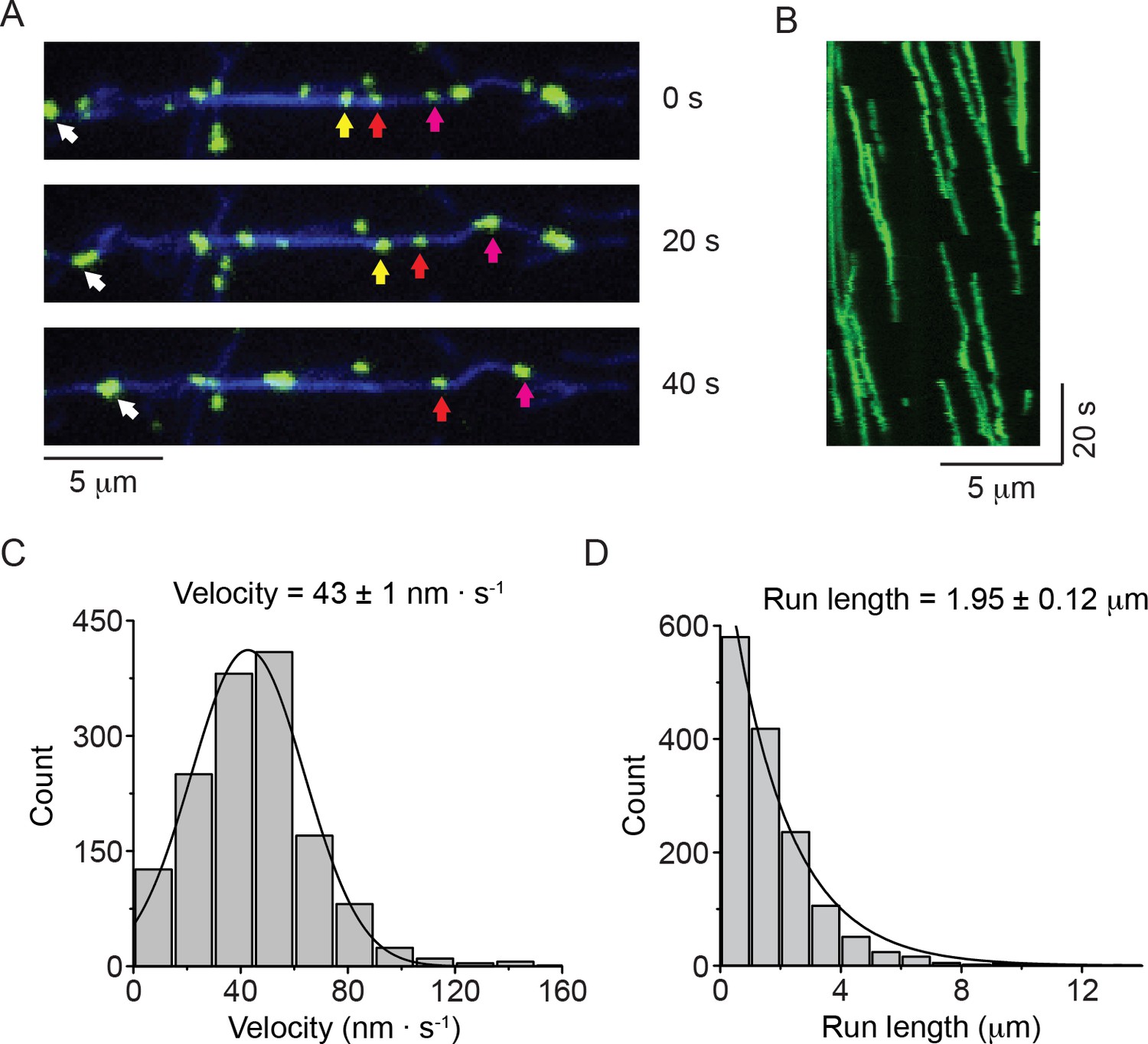 Bipolar Filaments Of Human Nonmuscle Myosin 2-A And 2-B Have Distinct ...