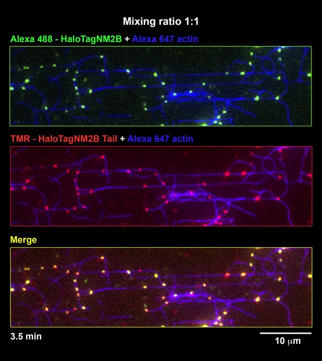 Bipolar Filaments Of Human Nonmuscle Myosin 2-A And 2-B Have Distinct ...