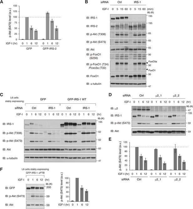 Figures And Data In Irs-1 Acts As An Endocytic Regulator Of Igf-i 