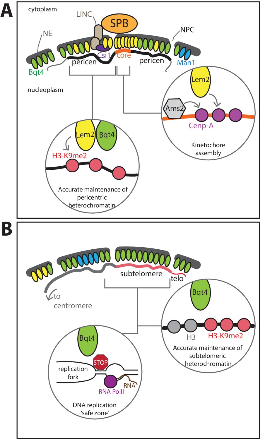 Distinct ‘safe zones’ at the nuclear envelope ensure robust replication ...