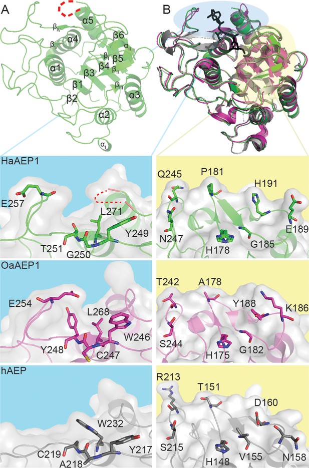 Structural Basis Of Ribosomal Peptide Macrocyclization In Plants | ELife