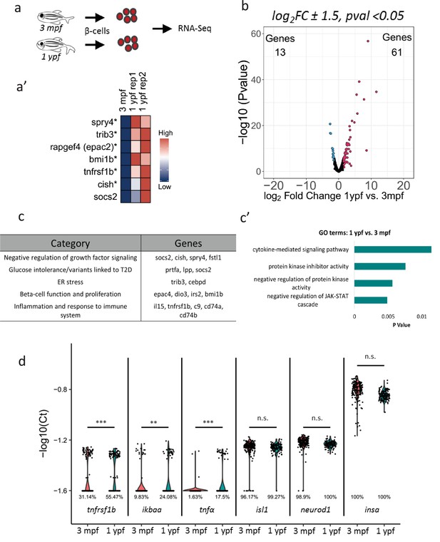 Age-related islet inflammation marks the proliferative decline of ...