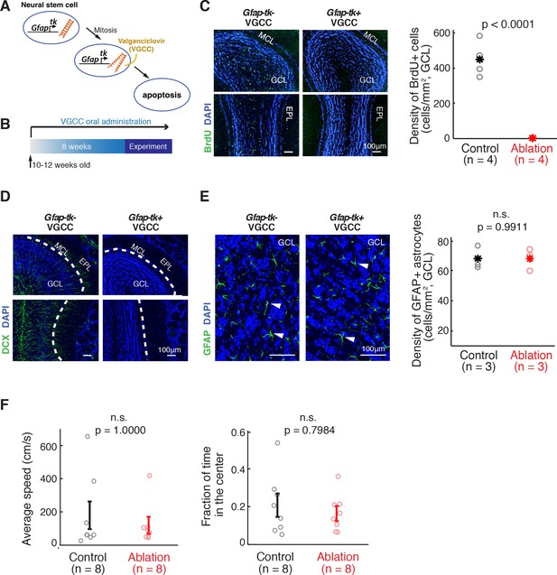 Figures And Data In Adult Born Neurons Facilitate Olfactory Bulb