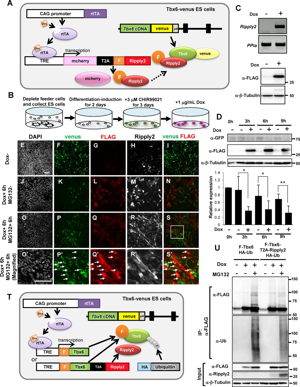 Ripply2 recruits proteasome complex for Tbx6 degradation to define ...