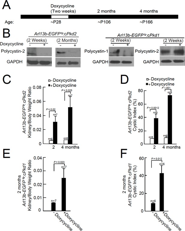 Polycystin-2 is an essential ion channel subunit in the primary cilium ...