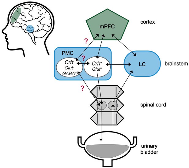 urodynamics-how-the-brain-controls-urination-elife