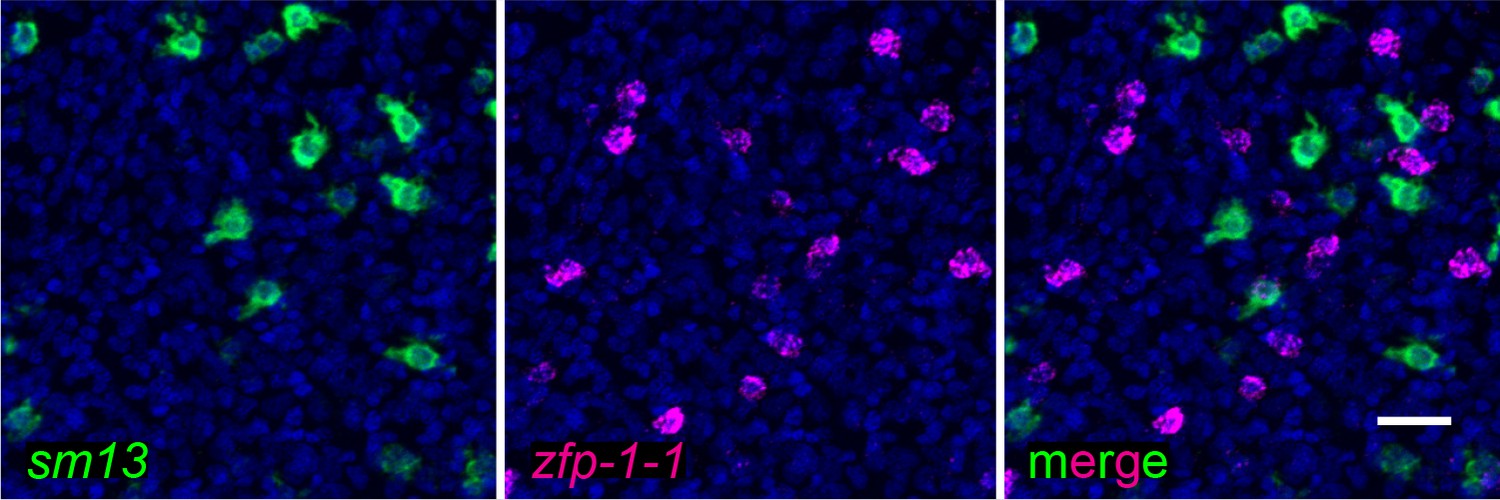 Figures and data in Flatworm-specific transcriptional regulators ...