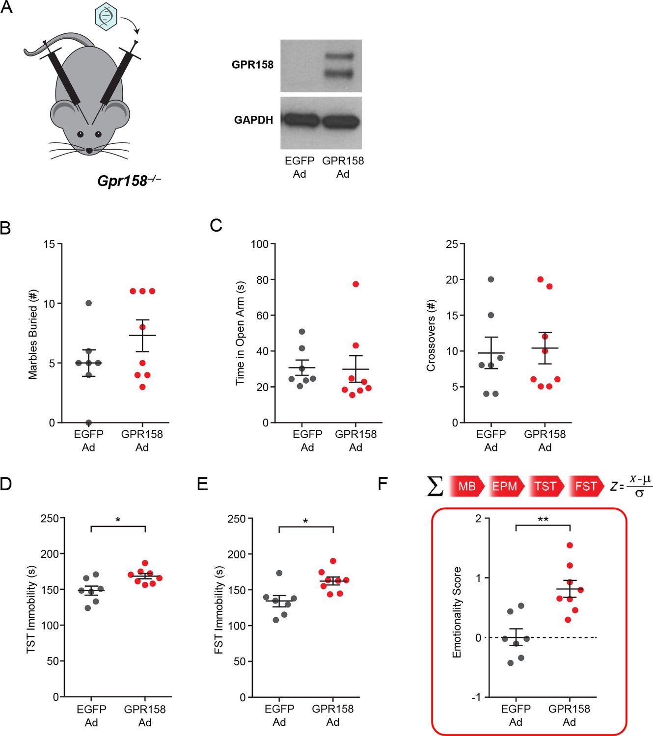 western blot results epm western blot results epm