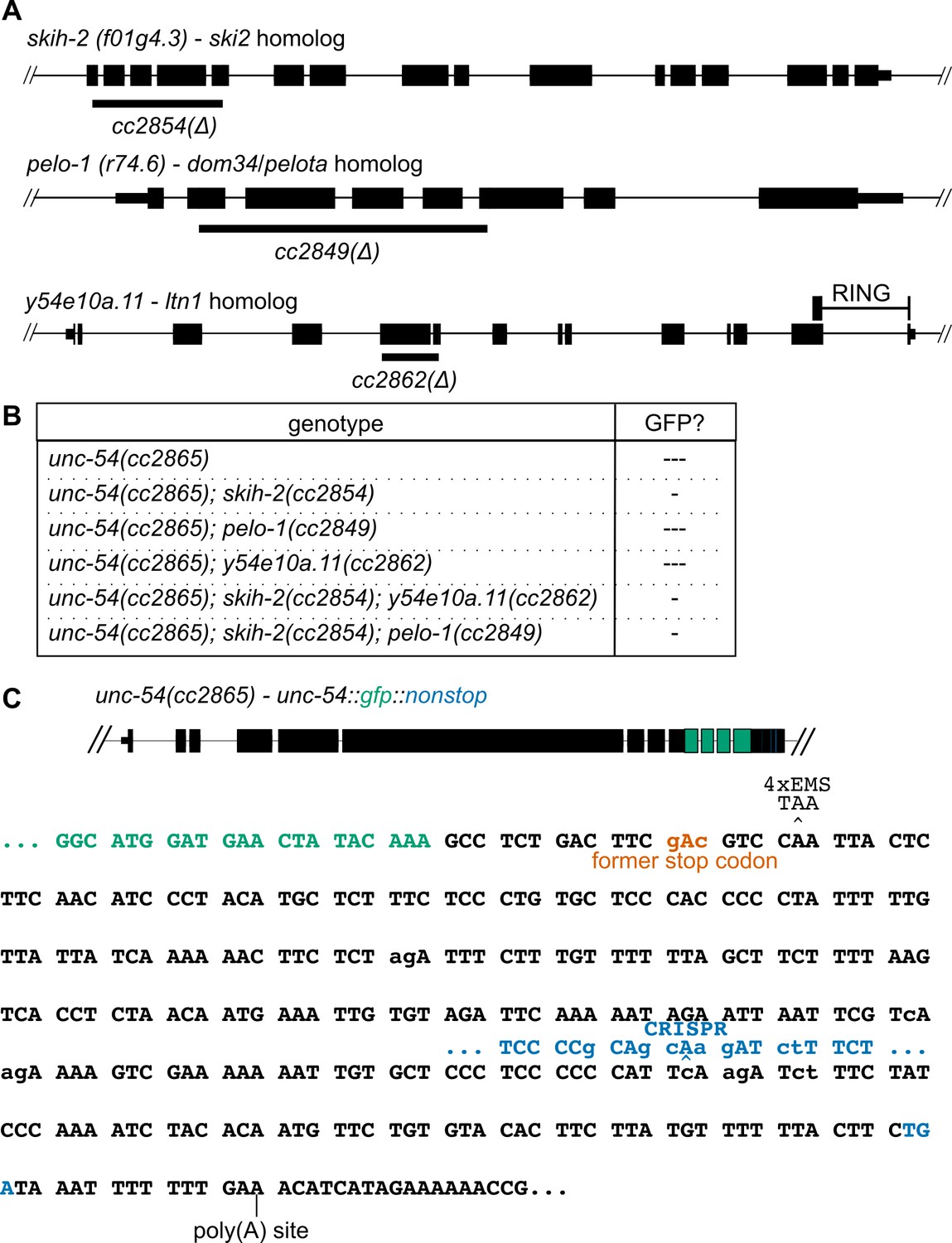 Figures and data in Nonsense mRNA suppression via nonstop decay | eLife