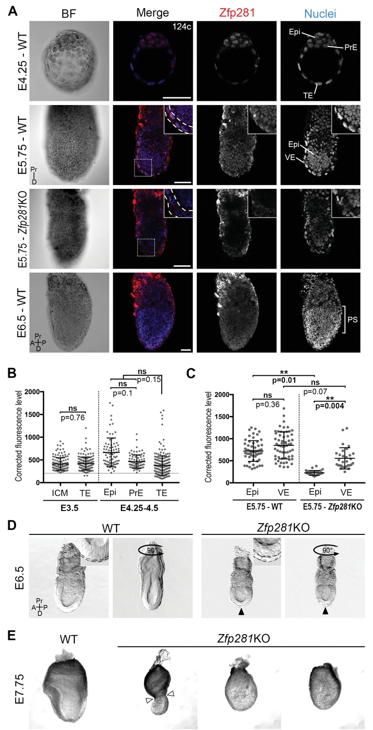 Zfp281 Is Essential For Mouse Epiblast Maturation Through ...