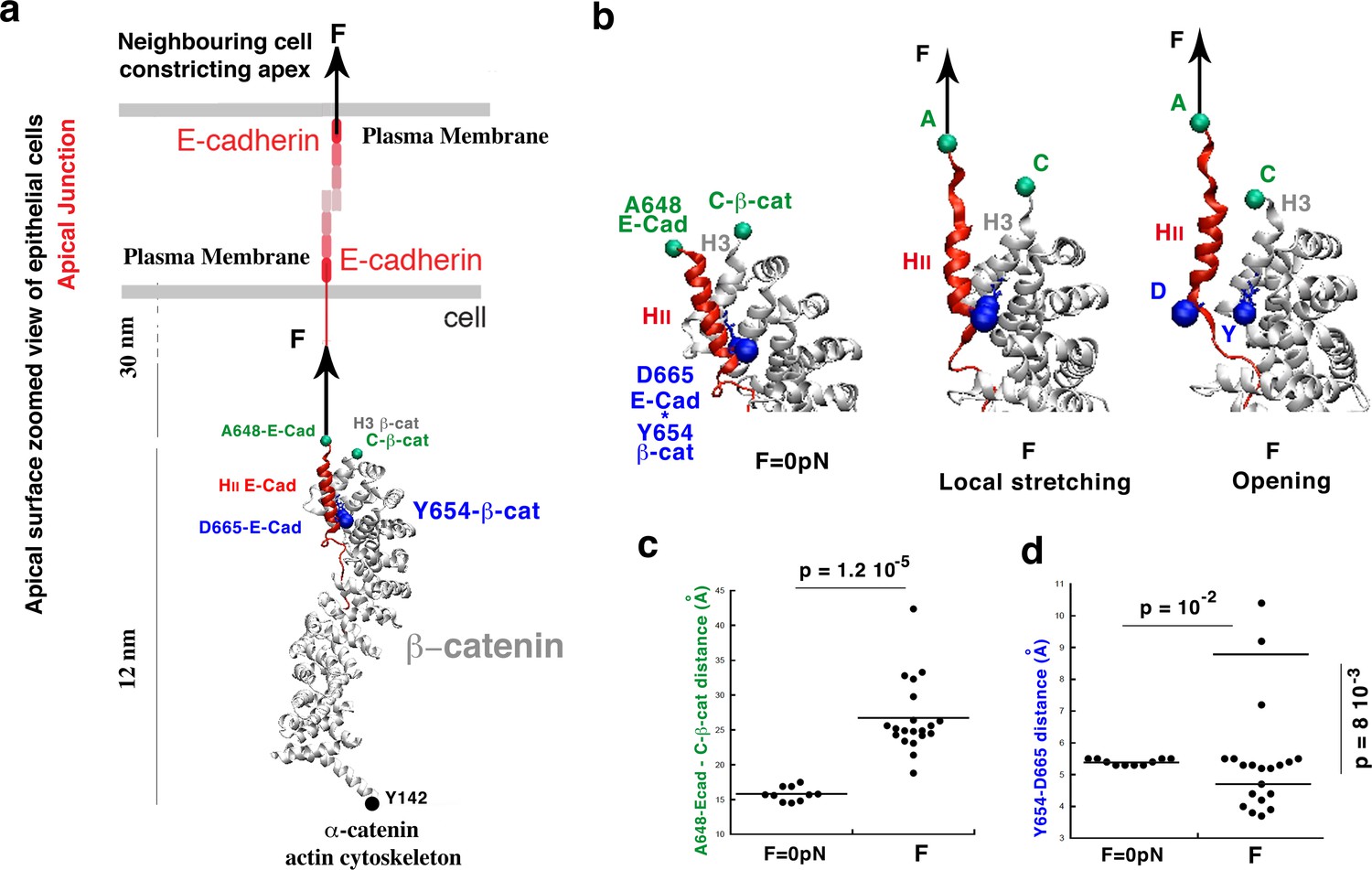 The Major B Catenin E Cadherin Junctional Binding Site Is A Primary Molecular Mechano Transductor Of Differentiation In Vivo Elife