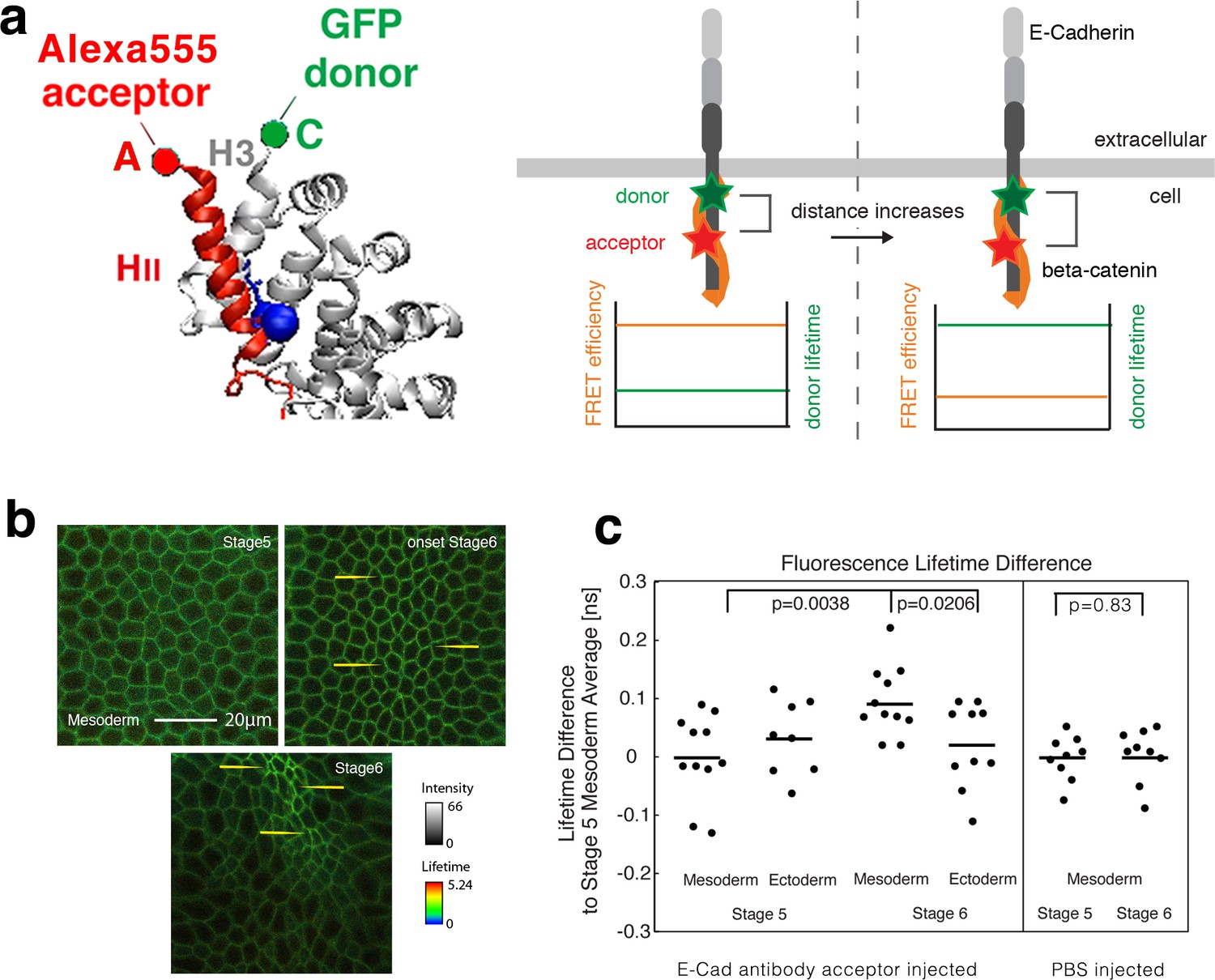 The Major B Catenin E Cadherin Junctional Binding Site Is A Primary Molecular Mechano Transductor Of Differentiation In Vivo Elife