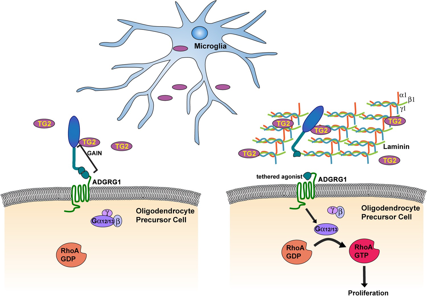 Figures and data in Microglial transglutaminase-2 drives myelination ...