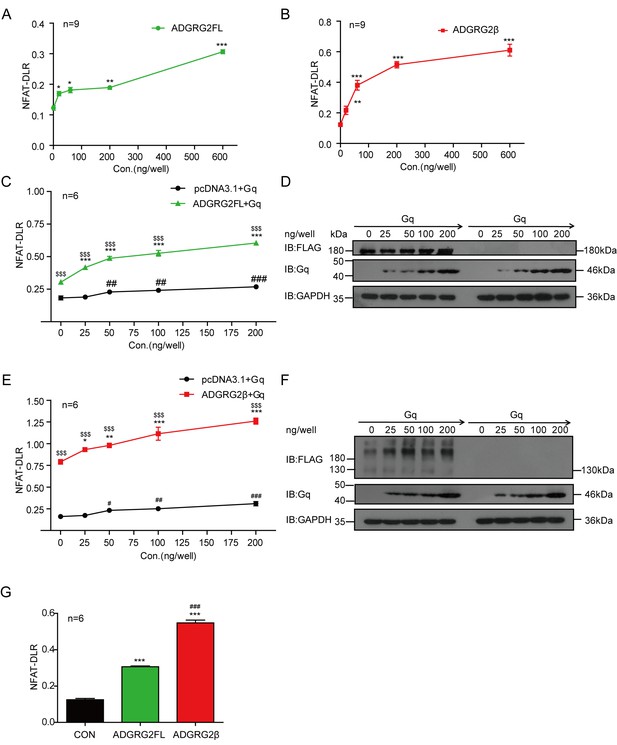 Figures and data in Gq activity- and β-arrestin-1 scaffolding-mediated ...