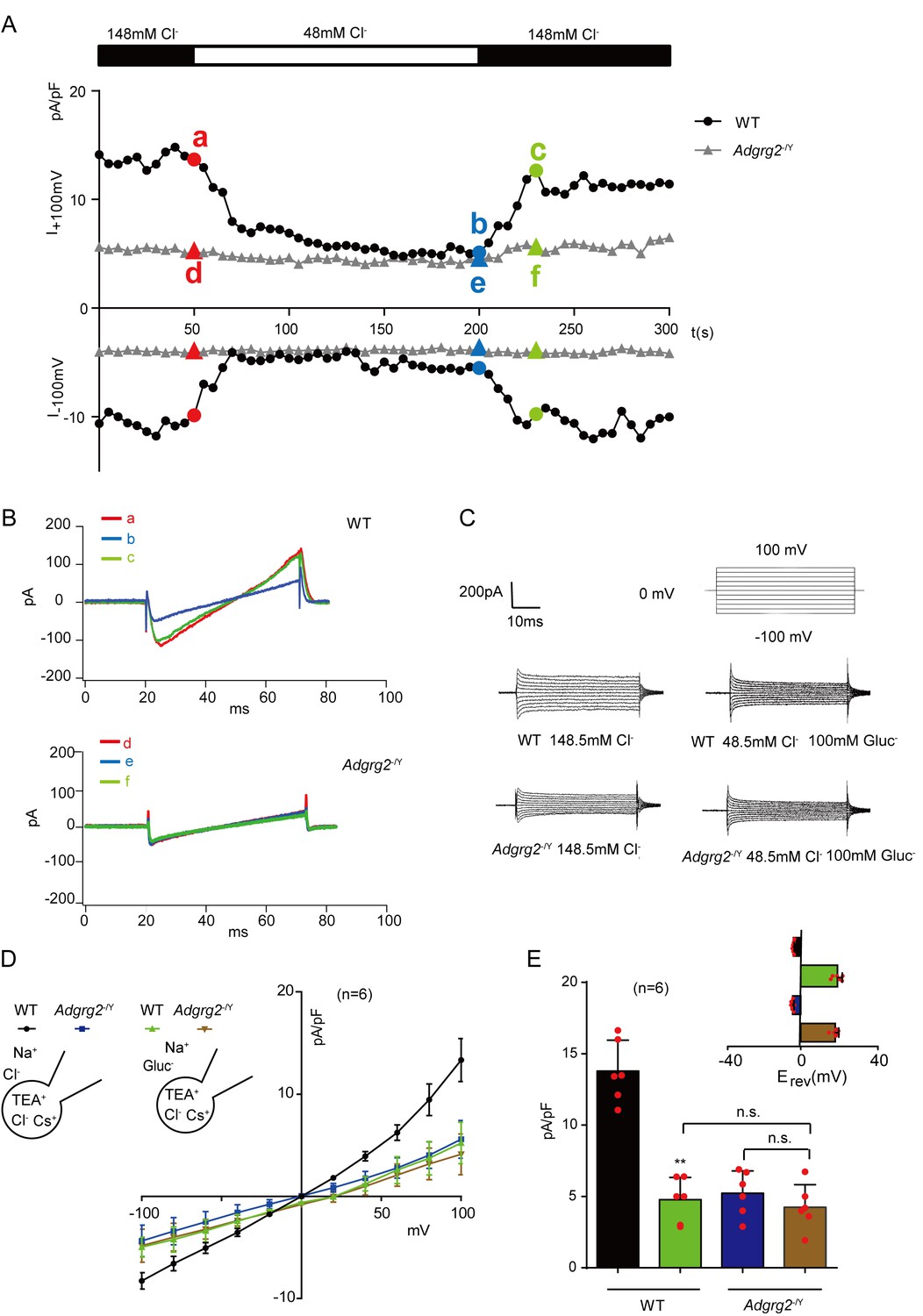 Gq activity- and β-arrestin-1 scaffolding-mediated ADGRG2