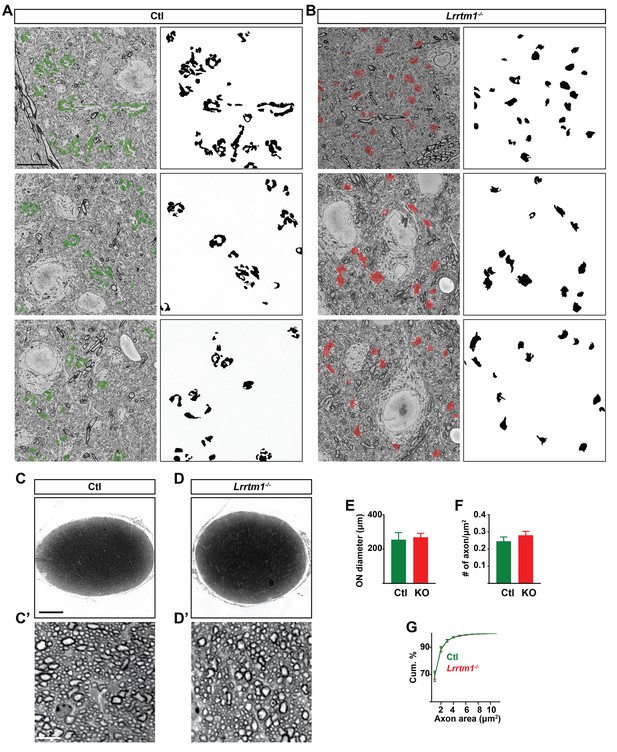 Figures And Data In Lrrtm1 Underlies Synaptic Convergence In Visual 