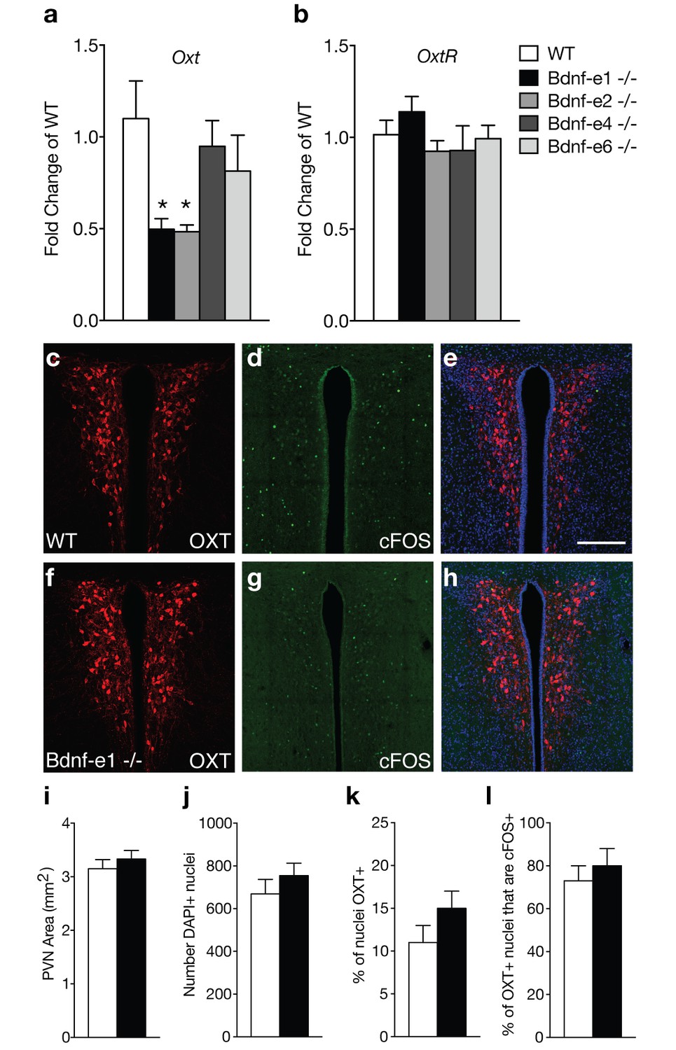 TrkB-expressing paraventricular hypothalamic neurons suppress