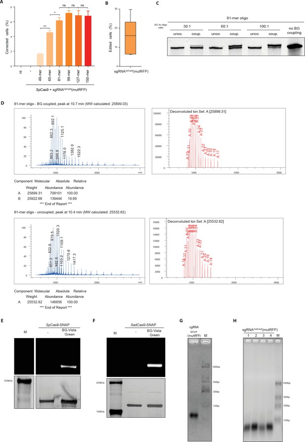 Figures and data in Covalent linkage of the DNA repair template to the ...